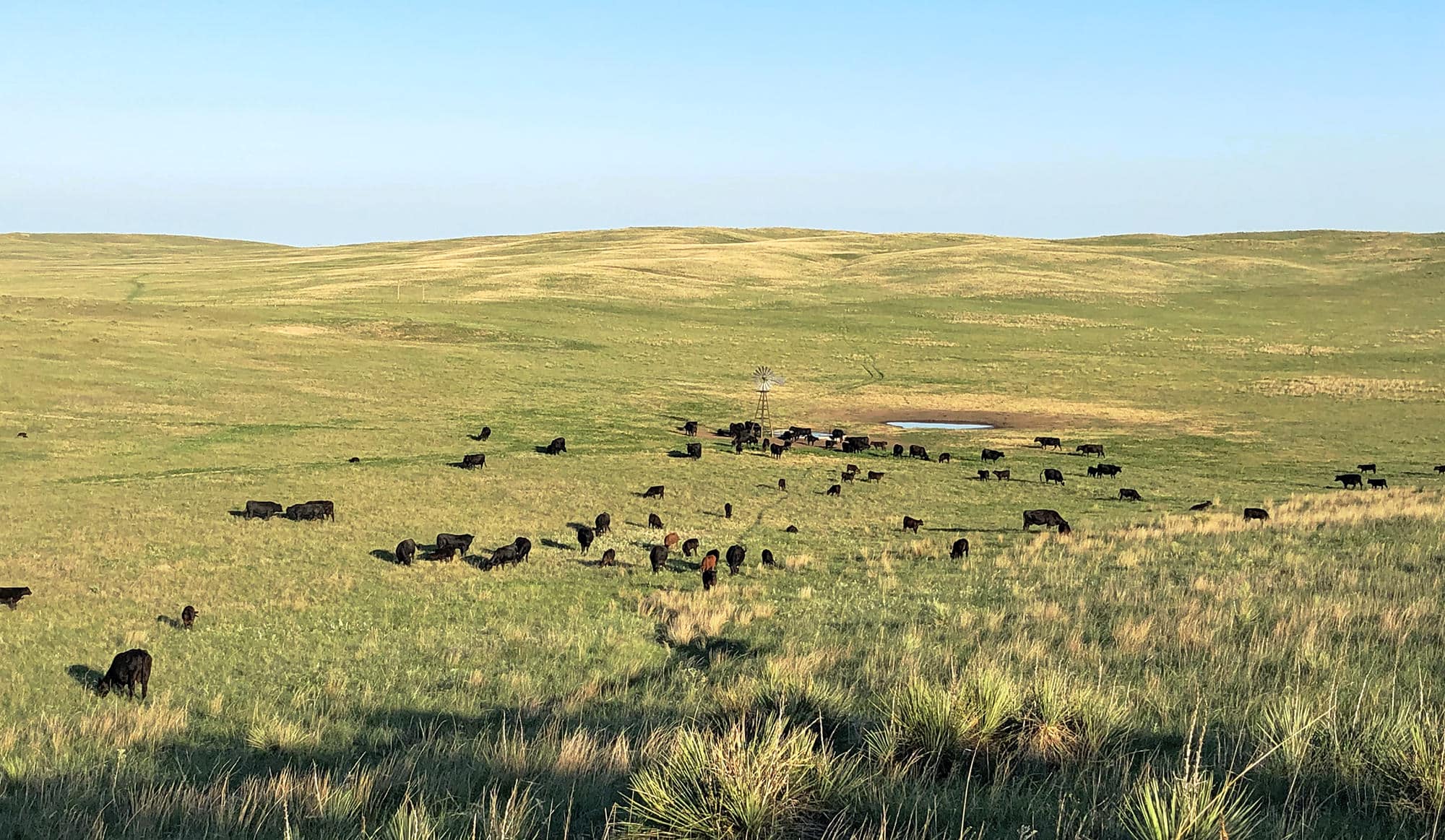 A herd of cattle grazes on a vast, rolling grassland under a clear blue sky. A small water source is visible in the distance, making this open landscape perfect as recreational land or prime hunting property for sale.
