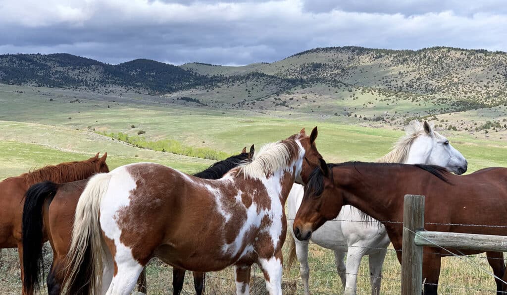 A group of horses in various colors stand together in a grassy field with rolling green hills and cloudy sky behind them, showcasing prime recreational land. A wooden fence is in the foreground.