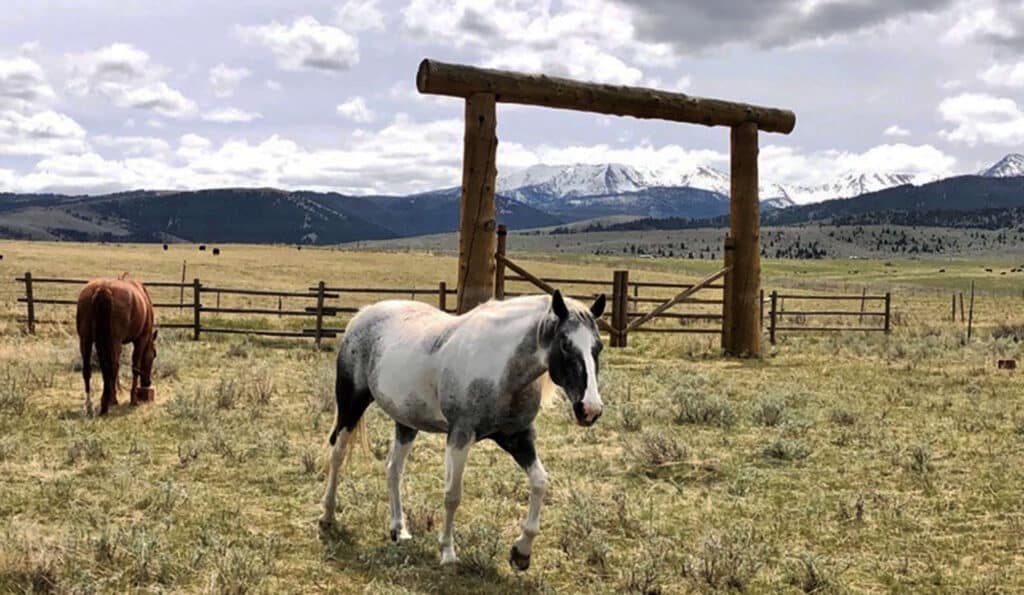 A white and gray horse walks across a grassy field near a large wooden gate on this recreational land, while a brown horse grazes nearby. Snow-capped mountains and a wooden fence set the backdrop under a cloudy sky.