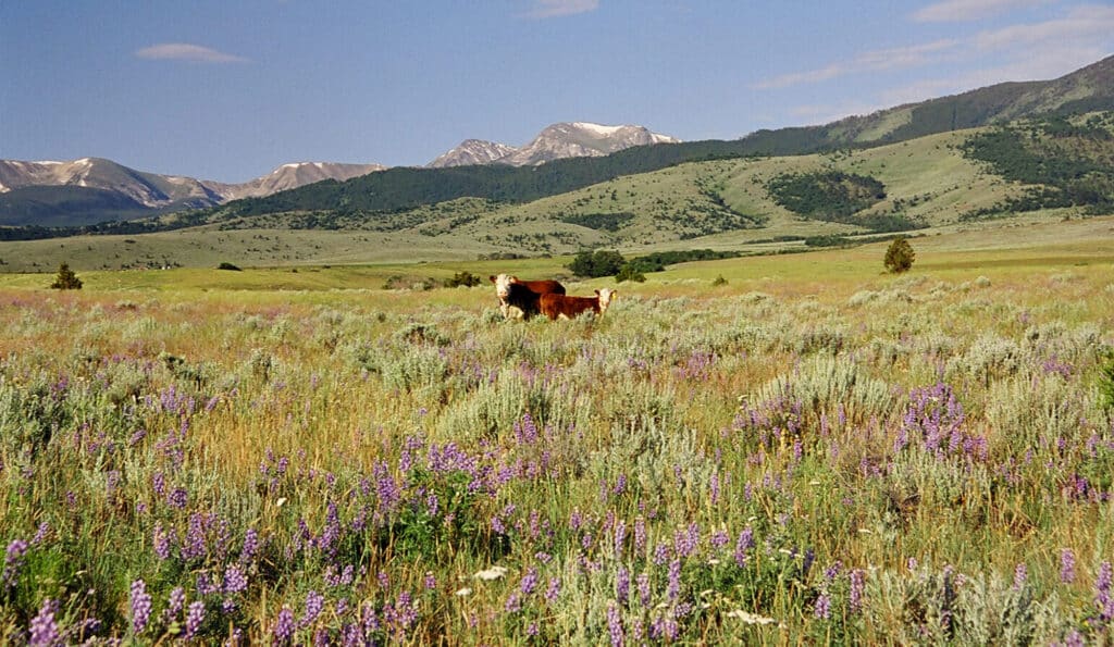 A brown and white cow stands in a field of wildflowers and tall grass on scenic cattle ranch land, with mountains and green hills in the background under a partly cloudy sky.