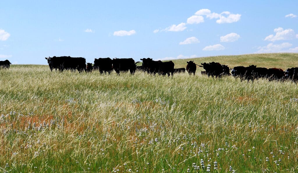 A herd of black cattle stands in a grassy field under a blue sky with scattered white clouds. Wildflowers dot the foreground, making this ideal recreational land or hunting property.