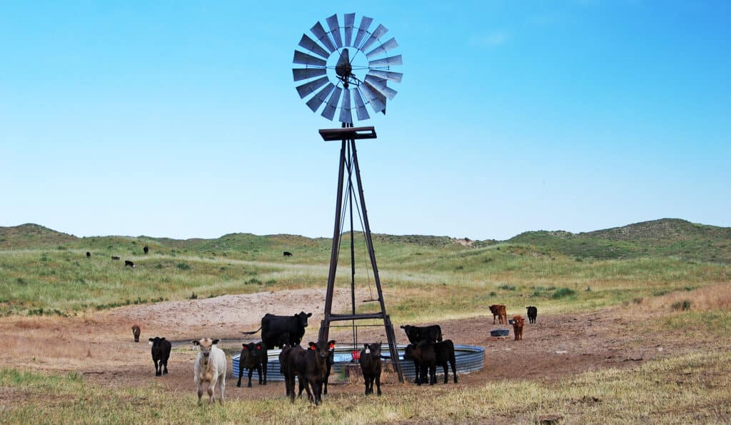 A group of cows and calves gather around a water trough beneath a tall metal windmill in a grassy pasture with rolling hills under a clear blue sky—ideal for a cattle ranch or hunting property.