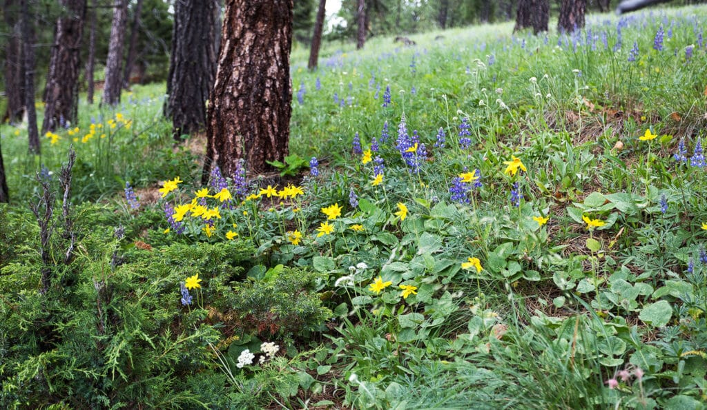 Wildflowers with yellow and purple blooms grow on a green, grassy hillside among tall trees in a forest. This lush vegetation covers the ground, showcasing the beauty of hunting property or land for sale in a vibrant, natural setting.