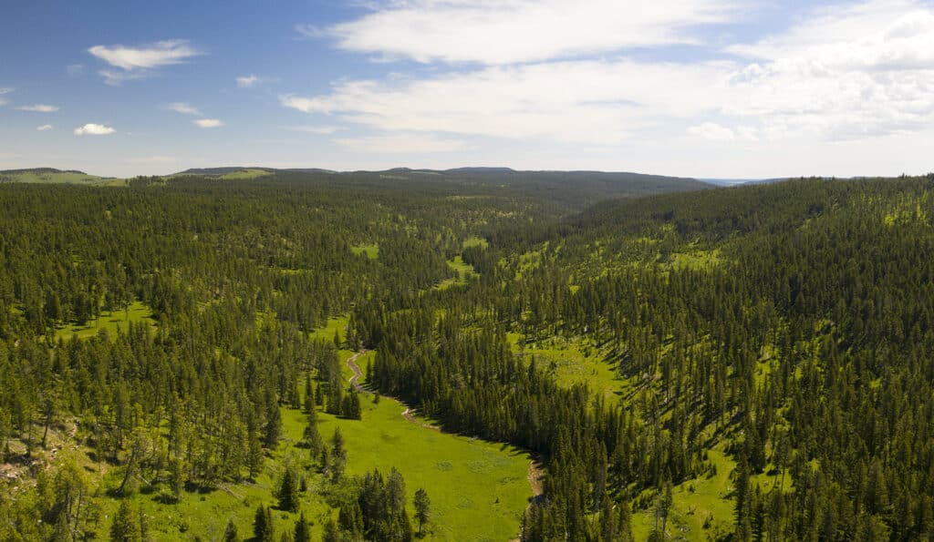 Aerial view of a lush green forest valley under a partly cloudy blue sky, with dense trees covering rolling hills and a narrow stream—a picturesque hunting property or land for sale nestled in nature.