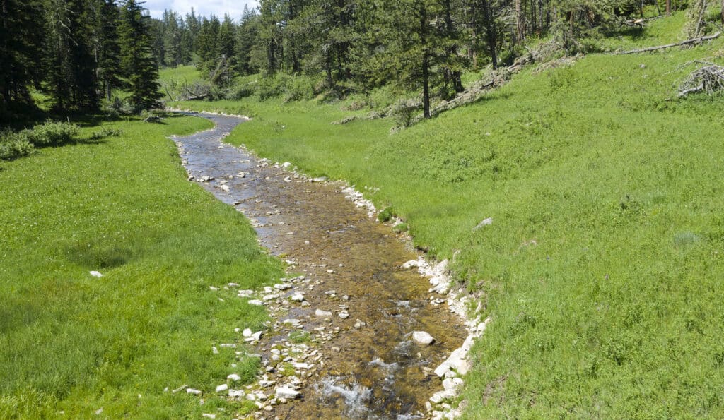 A narrow, shallow stream winds through a grassy, green meadow surrounded by tall pine trees under a bright, sunny sky—perfect scenery for a hunting property or cattle ranch.