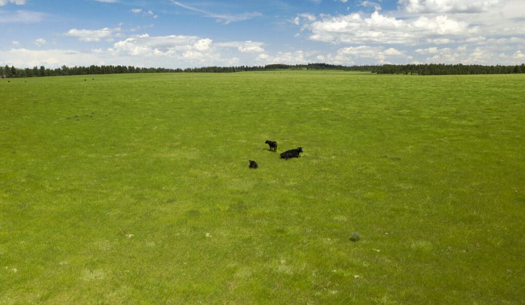 A wide, open green field perfect for a cattle ranch under a partly cloudy blue sky, with four black cows grazing in the center. Pine trees line the horizon in the distance—ideal land for sale.