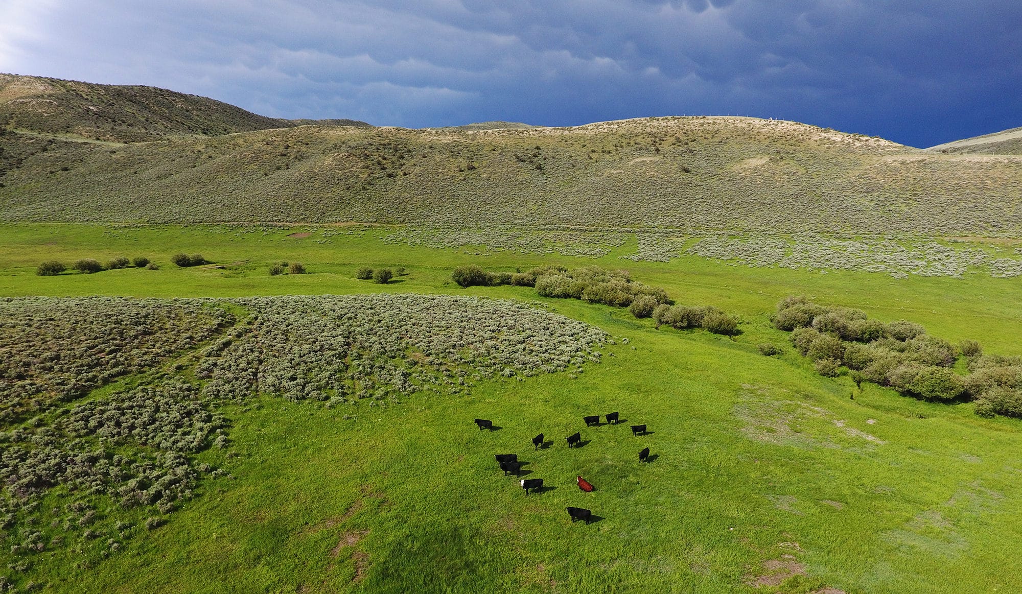 A herd of black cows and a person in a red jacket stand on a bright green grassy field, surrounded by rolling hills and small trees under a dramatic sky—perfect as ranch for sale or hunting property.