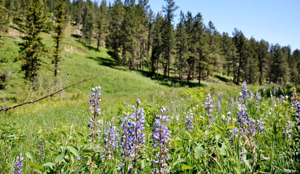 Wildflowers with tall purple blossoms grow in a grassy meadow, with dense green grass and a forest of pine trees on a sunny hillside—perfect scenery for recreational land or your dream cattle ranch.