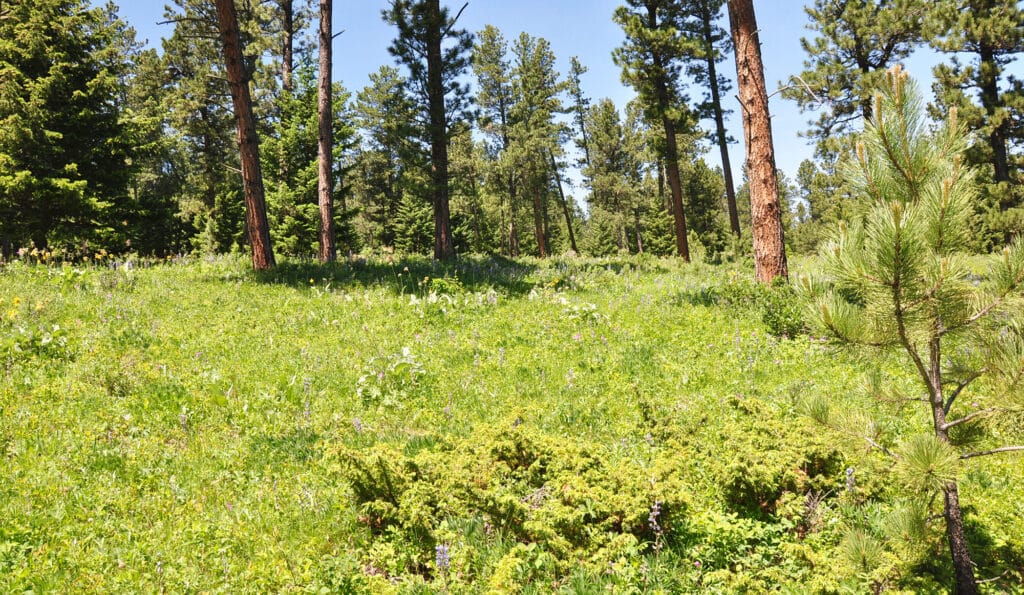 A sunlit forest clearing with tall pine trees, lush green grass, and scattered bushes under a clear blue sky—ideal land for sale or a future cattle ranch.