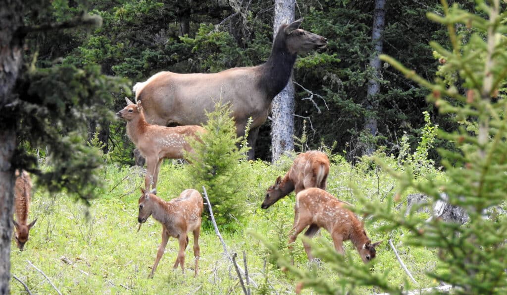 A female elk stands alert among green trees while four spotted elk calves graze and explore the grassy forest clearing—an ideal glimpse of recreational land or hunting property with sunlight highlighting the lush, natural scene.