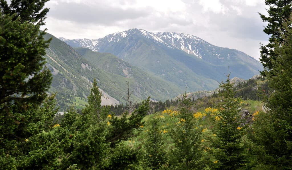A scenic view of a mountain range with snow-capped peaks, lush green trees, and patches of yellow wildflowers under a cloudy sky—perfect as recreational land or a hunting property.
