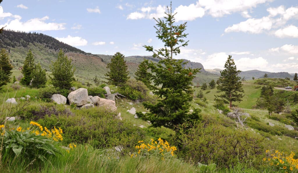 A scenic landscape with green hills, scattered pine trees, large rocks, and clusters of yellow wildflowers under a partly cloudy sky—ideal for a cattle ranch or hunting property.