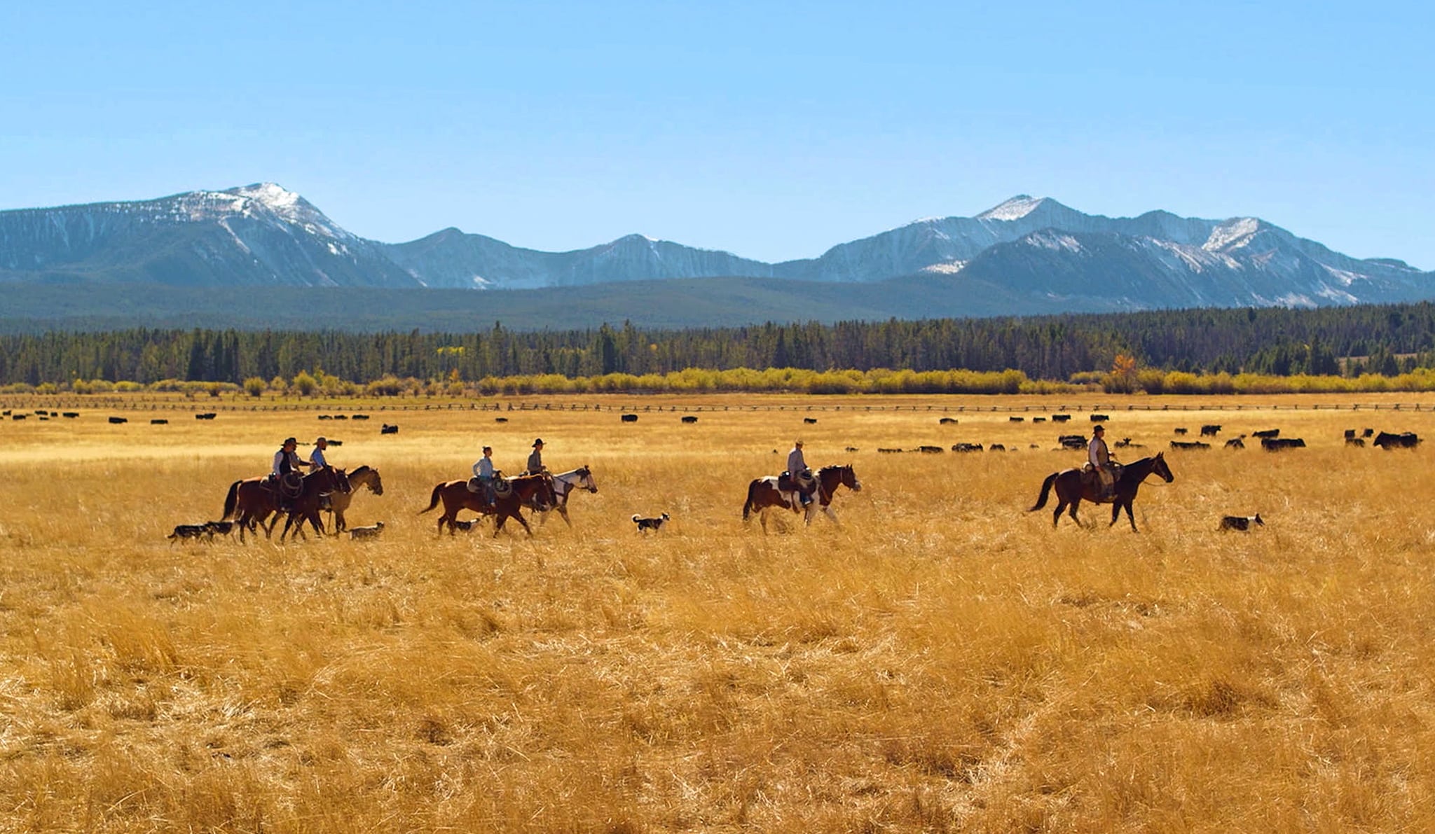 A group of people on horseback herd cattle across a golden field with dogs nearby, set against pine trees and distant snow-capped mountains—an ideal ranch for sale or hunting property under a clear blue sky.