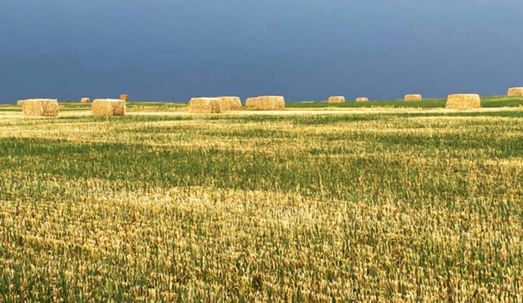 Hay bales scattered across a golden, harvested field under a deep blue sky, creating a striking contrast—perfect scenery for recreational land or your dream cattle ranch.
