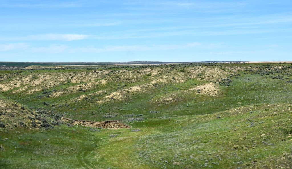 Rolling green hills with patches of dry grass under a blue sky, gentle slopes, and a shallow valley in the foreground make this ideal cattle ranch. Sparse vegetation covers the landscape.