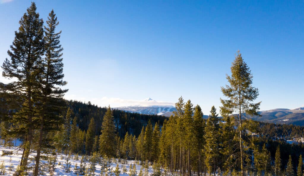 A scenic winter landscape with tall evergreen trees, snow-covered ground, and distant mountains under a clear blue sky—ideal land for sale perfect for your dream hunting property.