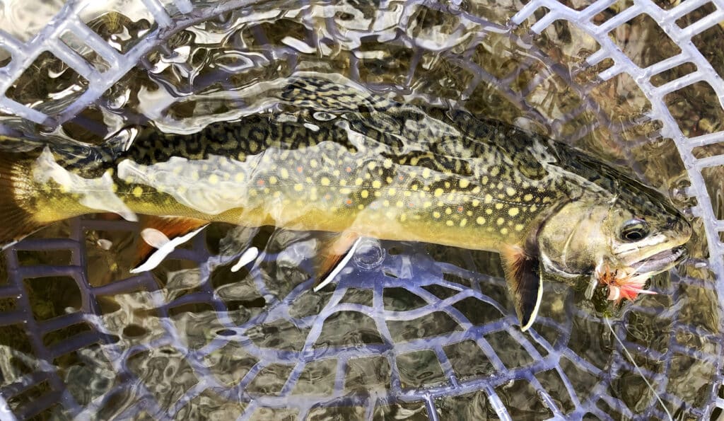 A brook trout with yellow spots and dark, wavy markings lies in a clear plastic fishing net, partially submerged in water. It's the kind of catch you might find on a well-stocked hunting property or scenic cattle ranch. Its mouth is hooked with a red lure.