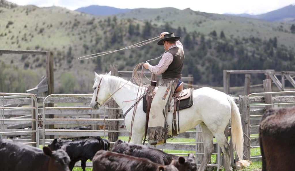 A cowboy on a white horse swings a lasso while herding black cattle in a fenced corral, with green hills and trees in the background on a sunny day—ideal scenery for a cattle ranch or hunting property.