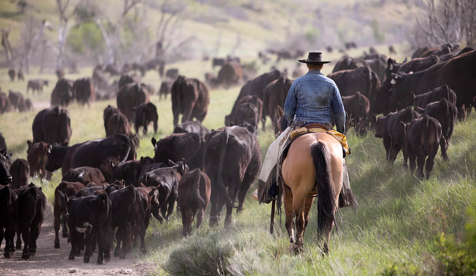 A cowboy in a denim jacket and hat rides a horse through a large herd of cattle on grassy ranch for sale land, with trees and hills in the background.
