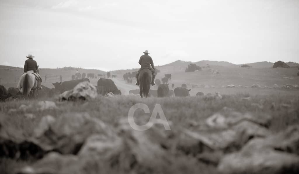 Two cowboys on horseback herd cattle across a grassy field, rocks scattered in the foreground and rolling hills in the background under a cloudy sky. This black-and-white image captures the spirit of ranch for sale or hunting property.