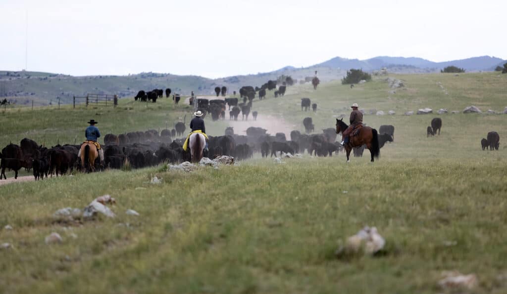 Three cowboys on horseback herd black cattle across a grassy plain at a scenic cattle ranch, dust rising around them as low hills appear in the distance beneath a cloudy sky.