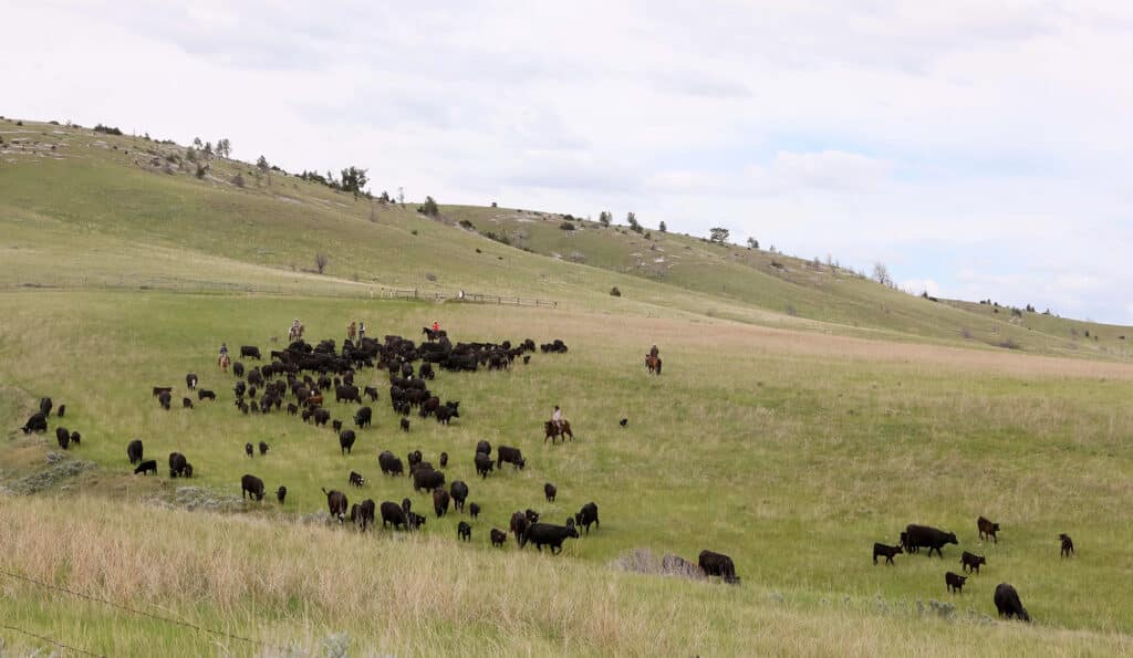 A herd of black cattle grazes on a green hillside at a scenic cattle ranch, with several people riding horses nearby under a cloudy sky. The open, grassy landscape is bordered by rolling hills.