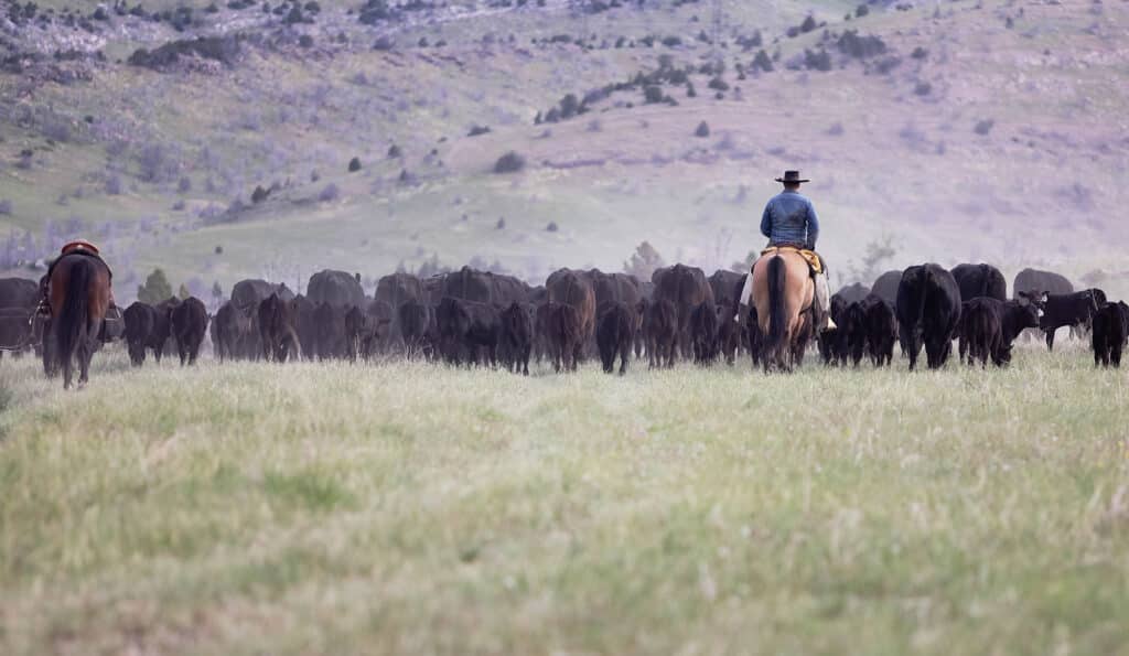 A cowboy on horseback herds cattle across a grassy field with hills and scattered trees. Another horse is visible to the left, capturing the authentic spirit of a cattle ranch set on open land for sale.