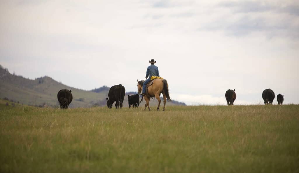A cowboy wearing a hat rides a horse through a grassy field, herding several black cattle on a scenic cattle ranch with rolling hills and a cloudy sky in the background.