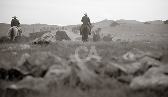 wblog-ca-cattle_drive-nashan-1_with_brand