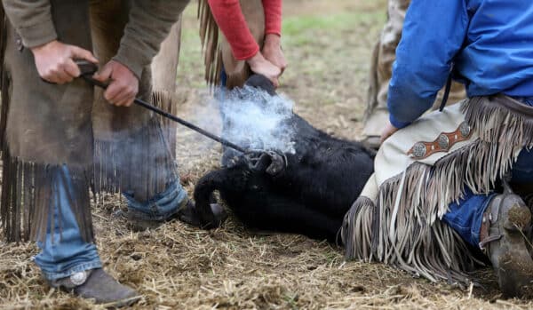 Three people restrain a black calf on dry, patchy grass while one presses a hot branding iron to its side, smoke rising. Dressed in fringed chaps and work clothes, they embody the rugged spirit of life on a cattle ranch.
