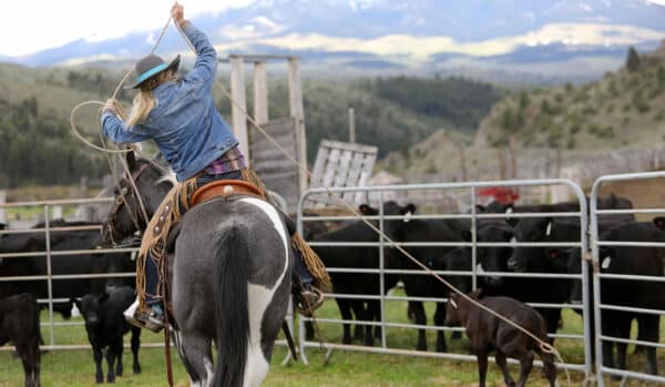 A person wearing a cowboy hat and denim jacket rides a horse, swinging a lasso toward black cattle inside a fenced area on scenic recreational land, with mountains visible in the background.