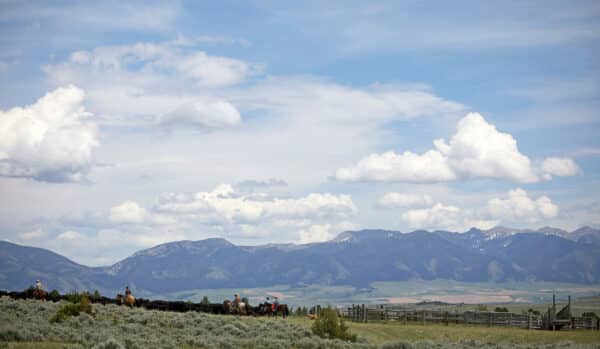 Cowboys on horseback herd cattle across open rangeland with a wooden fence, under a blue sky and mountains—a classic scene of a cattle ranch and prime land for sale.