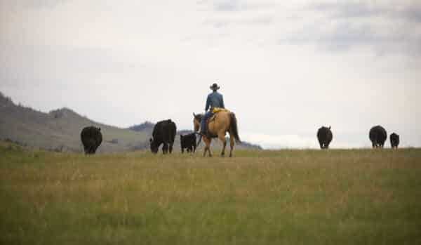 A cowboy wearing a hat rides a horse through a grassy field, herding several black cows across this picturesque cattle ranch with rolling hills and a cloudy sky in the background. Perfect opportunity for those seeking land for sale.