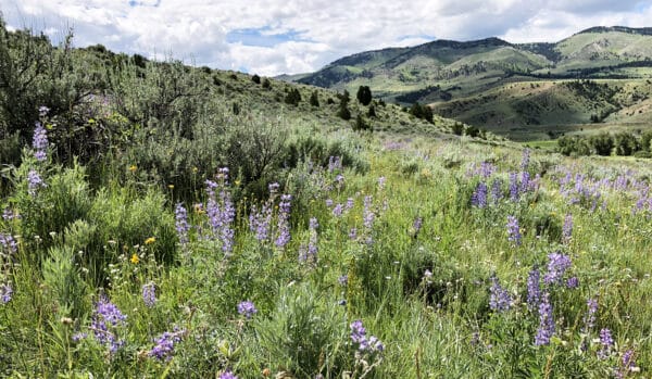 A lush green meadow dotted with purple wildflowers and shrubs, set against rolling hills and distant mountains under a partly cloudy sky—ideal recreational land or ranch for sale.