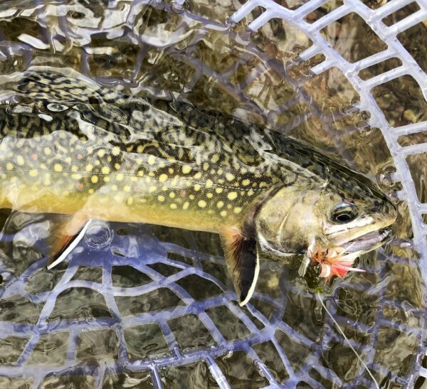 A brook trout with yellow spots and a hooked jaw is caught in a net underwater, with a red and orange fly lure in its mouth—an angler’s dream on prime hunting property.