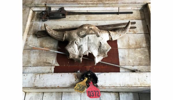 A weathered buffalo skull with horns is mounted on a rustic wooden wall, surrounded by old tools and animal tags—perfect decor for a ranch for sale or hunting property seeking an authentic western touch.