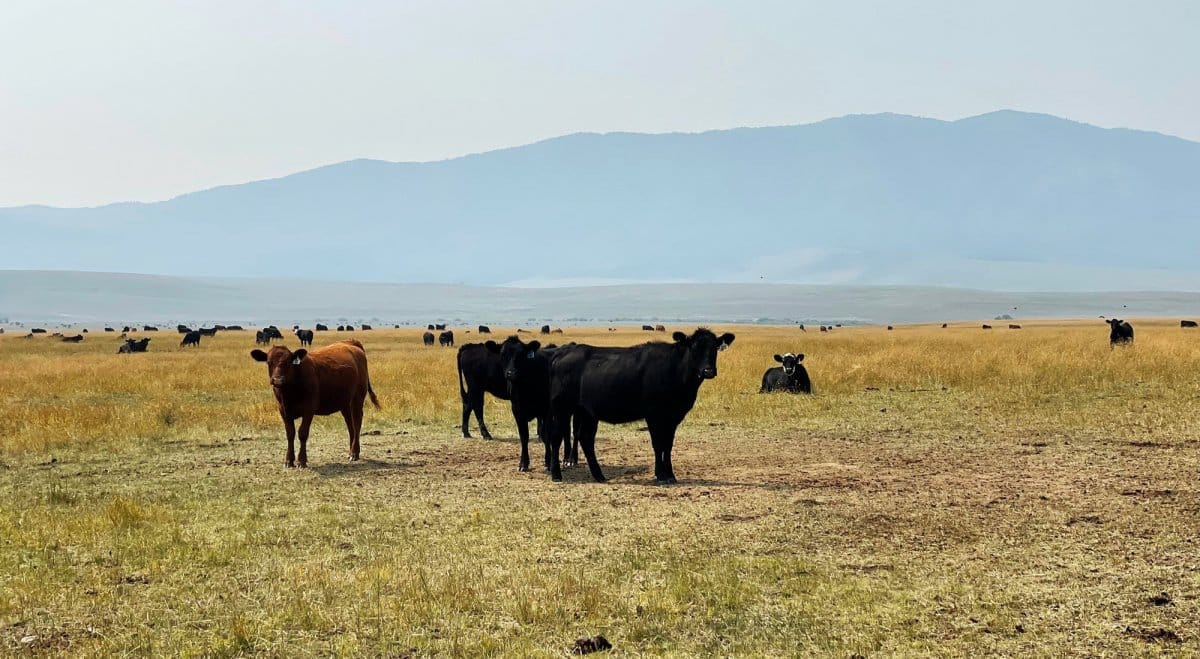 A group of black and one brown cow stand in a grassy field on prime recreational land, with more cows scattered in the distance. Rolling hills and a hazy blue sky are visible in the background—perfect land for sale.