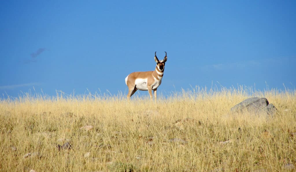A pronghorn stands alone in a field of dry yellow grass under a clear blue sky, with a few rocks scattered in the foreground—an ideal scene for a hunting property or recreational land.