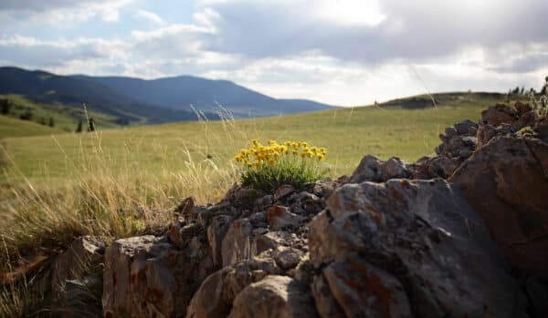 A cluster of yellow wildflowers grows among rocky terrain in a grassy field on scenic recreational land, with rolling hills and distant mountains under a partly cloudy sky in the background.