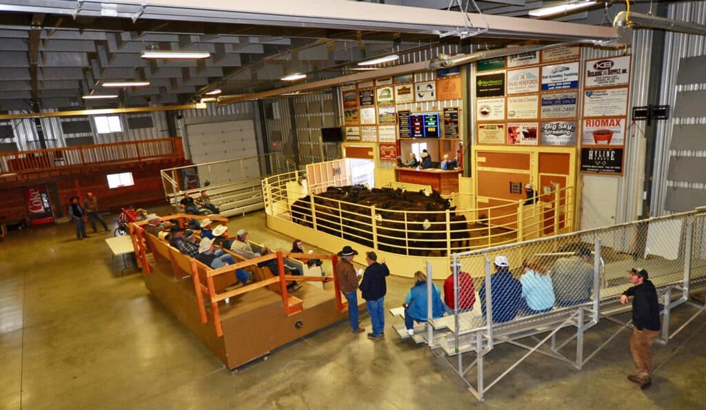 An indoor cattle auction features people on bleachers watching cows in a circular pen. Auctioneers sit at a desk before walls filled with ads, under bright overhead lights—a lively atmosphere perfect for those seeking ranch or hunting property for sale.
