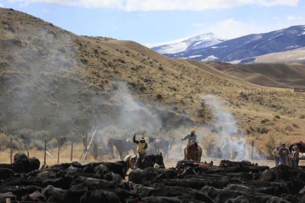 Cowboys on horseback herd cattle across a dusty, grassy landscape with hills and snow-capped mountains in the background; smoke or dust clouds rise in the air. Perfect as ranch for sale or hunting property in a scenic, wild setting.