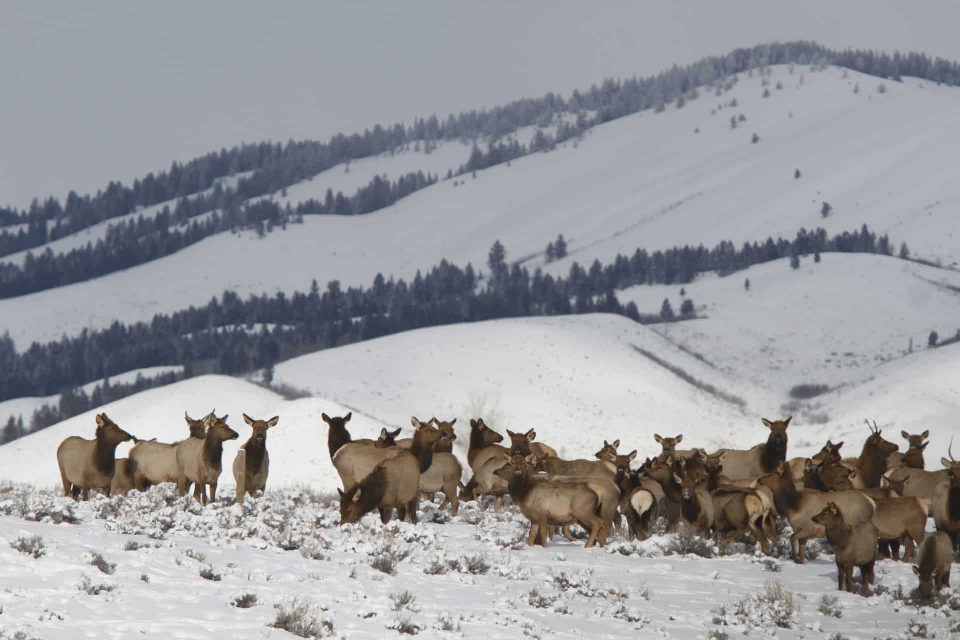 A large herd of elk stands together on a snowy landscape, ideal for those seeking hunting property or recreational land, with snow-covered hills and scattered trees in the background.