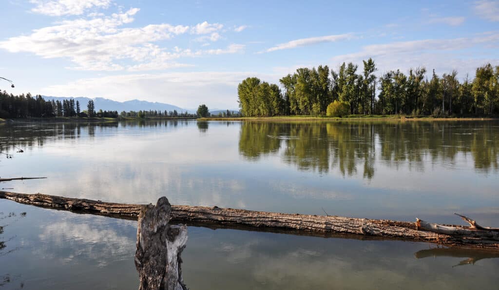 A calm lake reflects tall green trees under a blue sky with scattered clouds. A large fallen tree trunk lies partly submerged in the water, hinting at the natural beauty of this ranch for sale with distant mountains in the background.