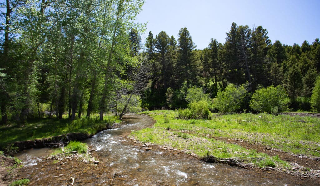 A small, clear stream flows through a grassy meadow bordered by leafy trees and dense pine forest under a bright blue sky—an ideal setting for a serene cattle ranch or hunting property.