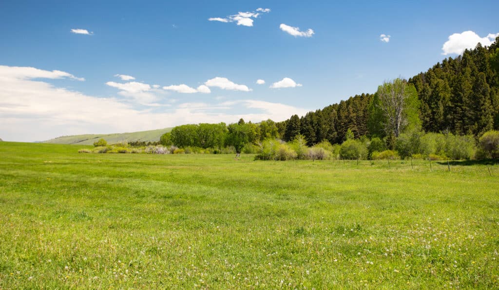Wide open grassy field under a bright blue sky with scattered clouds, bordered by dense green trees and forested hills—ideal cattle ranch or hunting property land for sale.