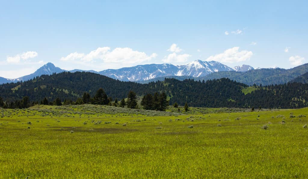 Wide green grassy field with scattered shrubs in the foreground, rolling forested hills in the midground, and tall, snow-capped mountains under a clear blue sky—perfect setting for a cattle ranch or hunting property.