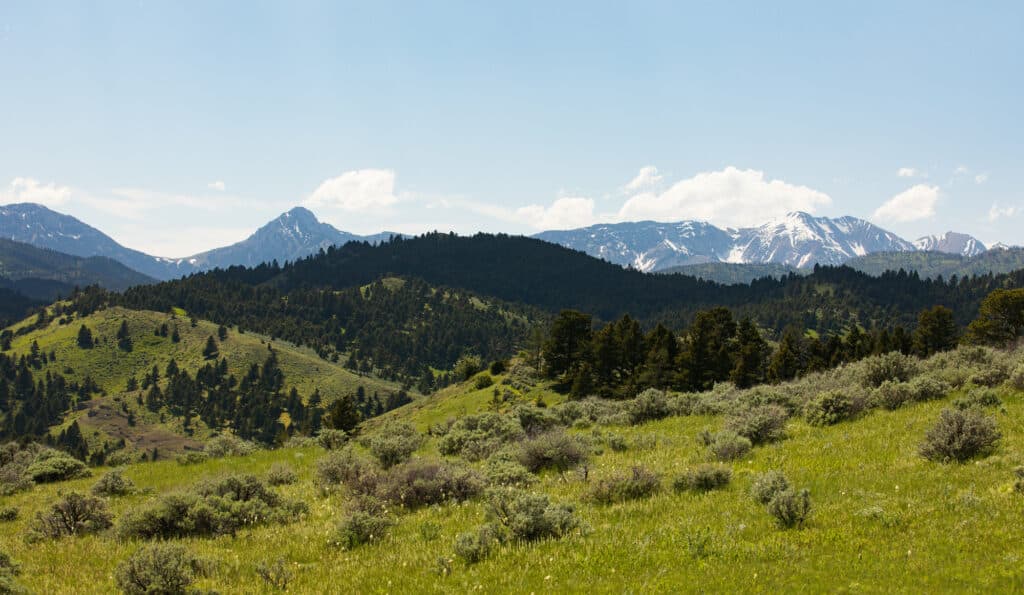 Grassy hills and scattered shrubs in the foreground, dense evergreen forests in the middle, and snow-capped mountains under a clear blue sky—an ideal recreational land or hunting property.