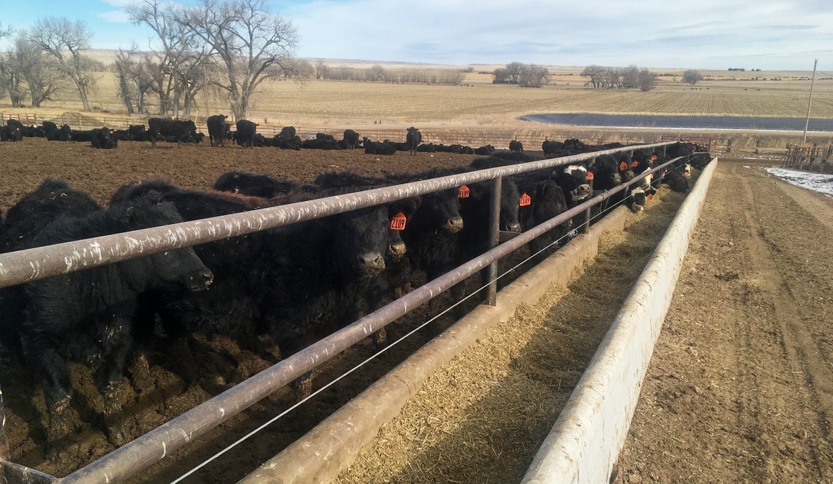 A group of black cattle with red ear tags stand behind a metal fence in a feedlot, eating from a long trough filled with hay. Leafless trees and open farmland highlight the appeal of this cattle ranch for sale in the background.
