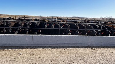 A large group of black cattle stands closely together behind a metal fence in a feedlot on prime recreational land, with a concrete barrier in front and a clear blue sky overhead.