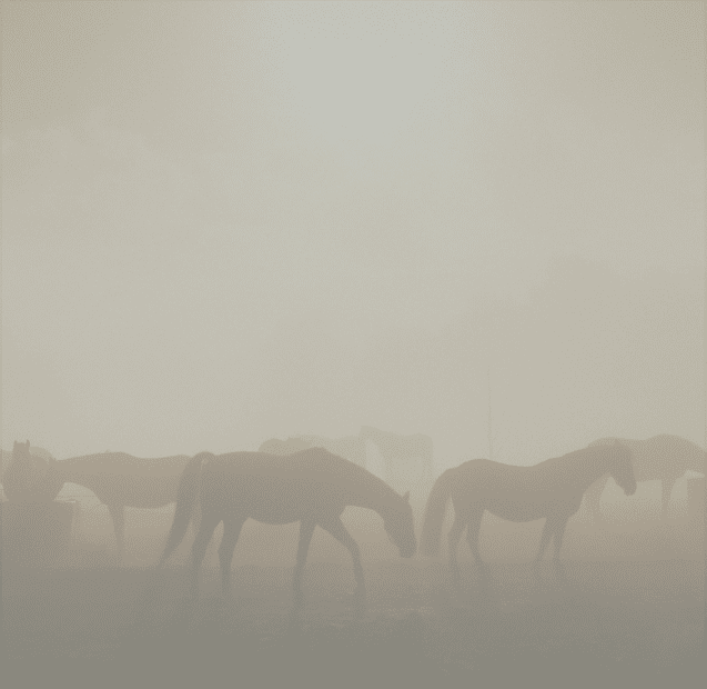 An image of dusty horses in a ranch to represent land realtors and land agents buying and selling farms and ranches.